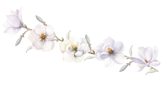 White magnolia flower Handdrawn watercolor illustration