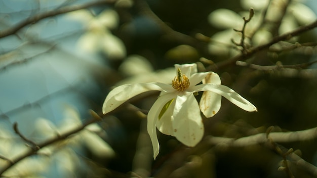 太陽の光で白いモクレンの花