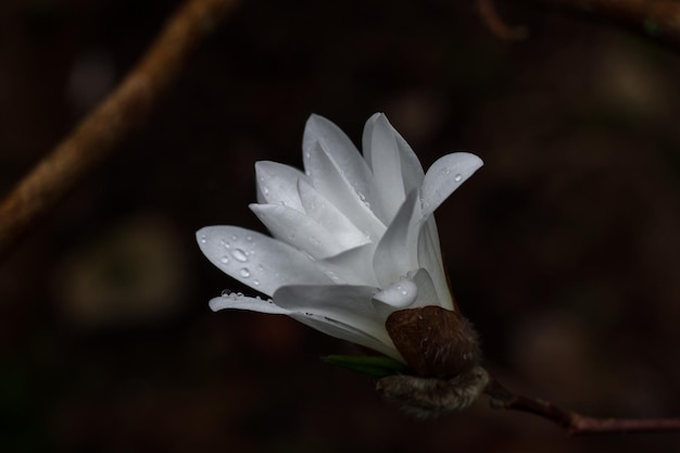 White magnolia flower with raindrops