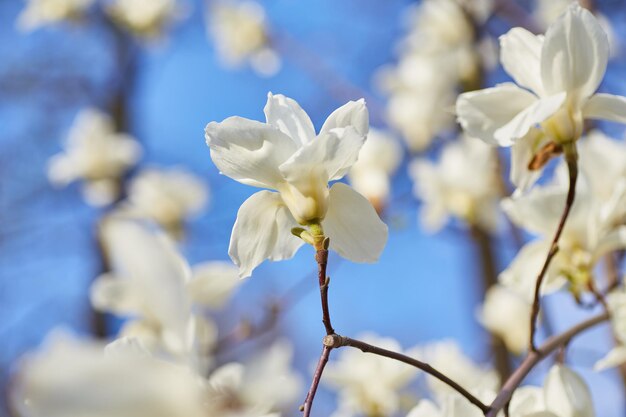 White magnolia flowering background Botanical background