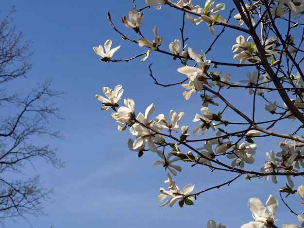 White magnolia flowers in the park