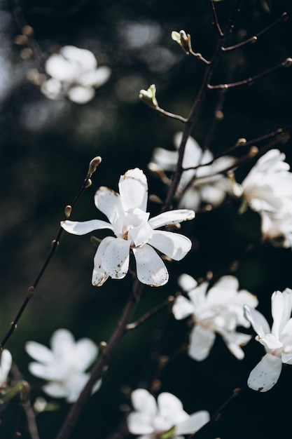 白いマグノリアの花の壁紙、携帯電話の壁紙、画面用