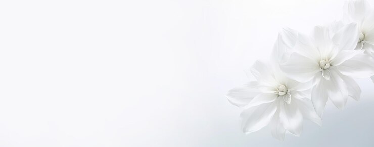 White magnolia flowers on a white background Floral panoramic banner Generative Ai
