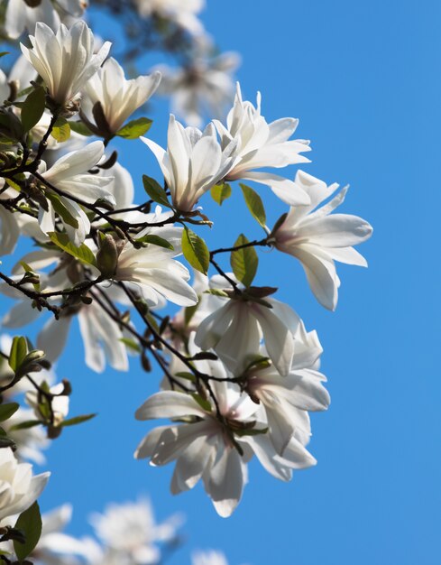 White magnolia flowers