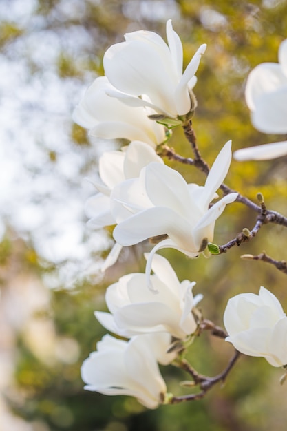 white Magnolia kobus flower plant against clear blue sky during spring