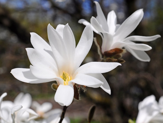 White magnolia tree flowers close up.