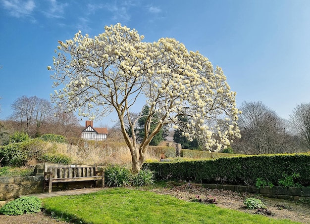 Foto albero di magnolia bianco e panca in legno nel tipico parco inglese