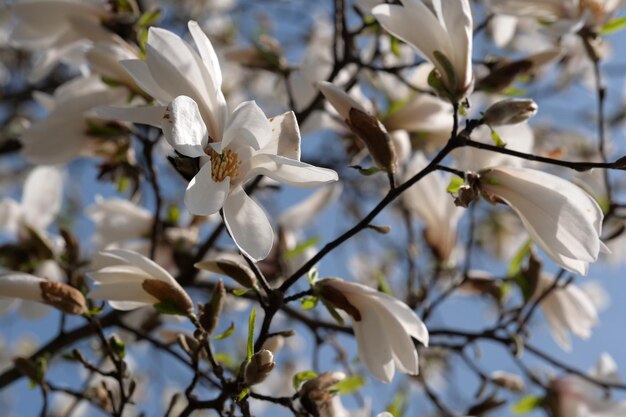 Photo white magnolias bloom