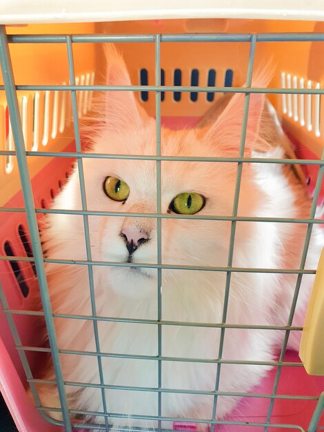 Photo white maine coon cat sitting in a cat carrier standing on a car seat for a trip to the veterinarian