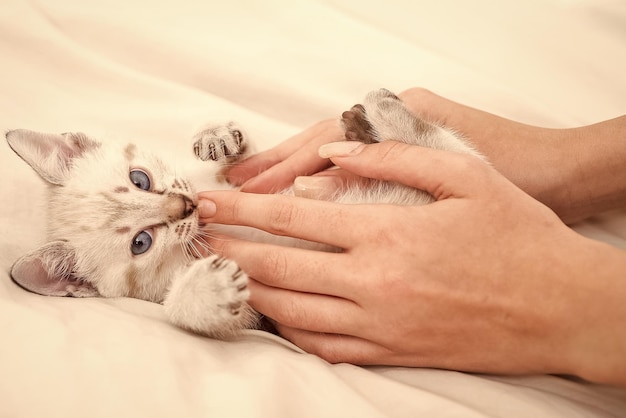 白いメインクーンの子猫ふわふわの子猫がベッドに横たわっている猫の愛手で握ることで動物への愛女性は彼女の小さな子猫の信頼を世話し、人間とペットの間の友情をサポートします