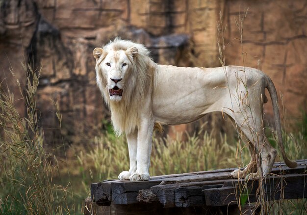 White male lion resting on a piece of wood in a natural setting.