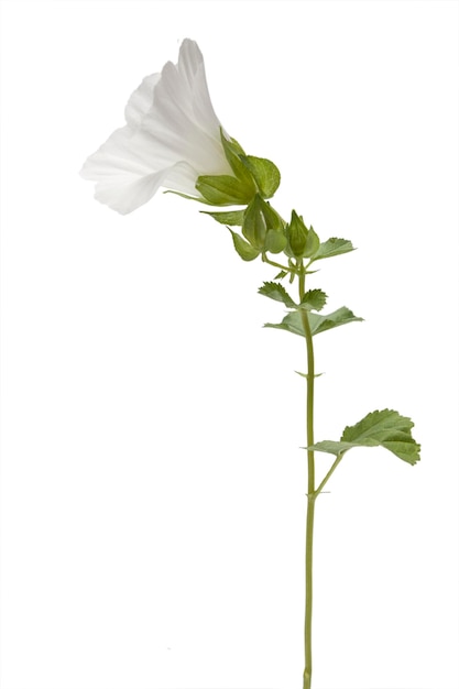 White mallow flower