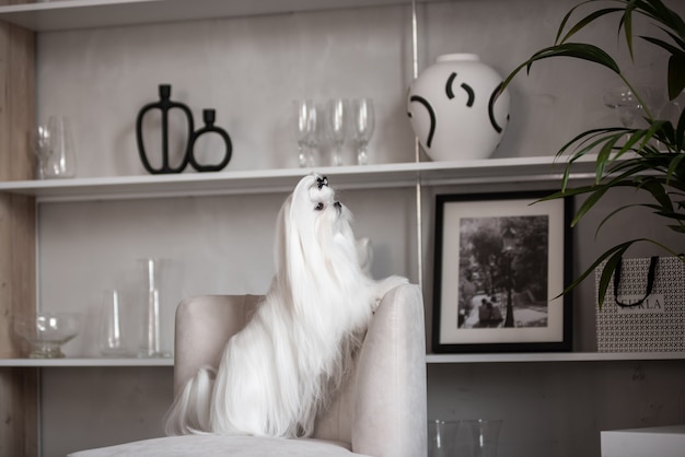 A white Maltese dog in a beautiful interior. Gorgeous grooming.