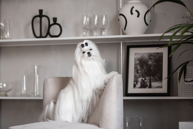 A white Maltese dog in a beautiful interior. Gorgeous grooming.