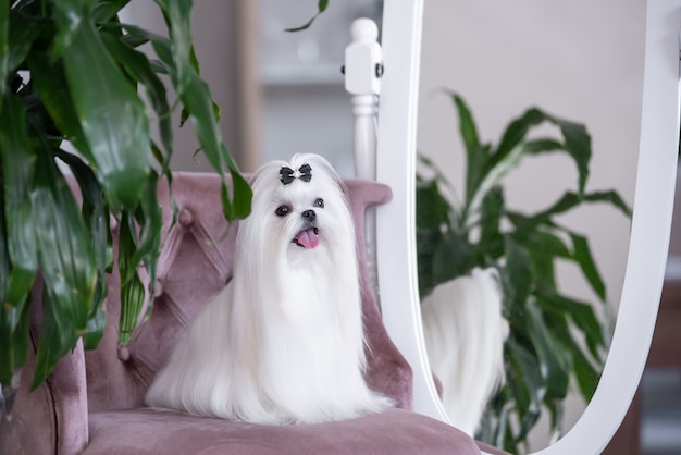 A white Maltese dog in a beautiful interior. Gorgeous grooming.