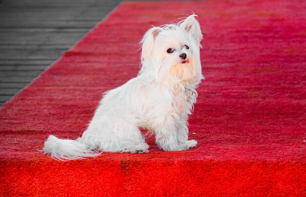 Photo white maltese dog on red carpet