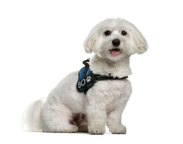 White Maltese dog, sitting, cut-out