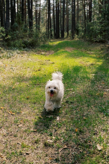 春の森の小道を歩く白いマルチーズ犬