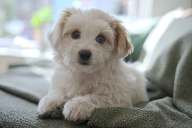 White maltese puppy dog bichon lay down on sofa