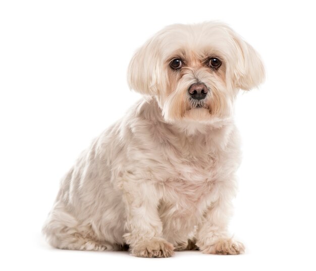 White Maltese sitting, isolated on white