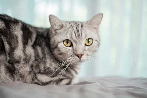 White marble cute Scottish fold cat