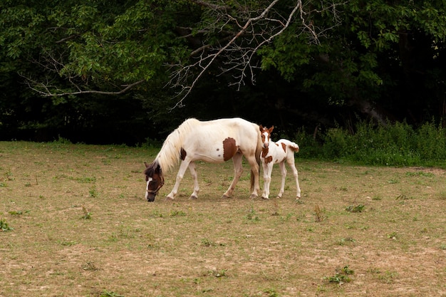 フランスの田舎で子馬と立っている白い牝馬