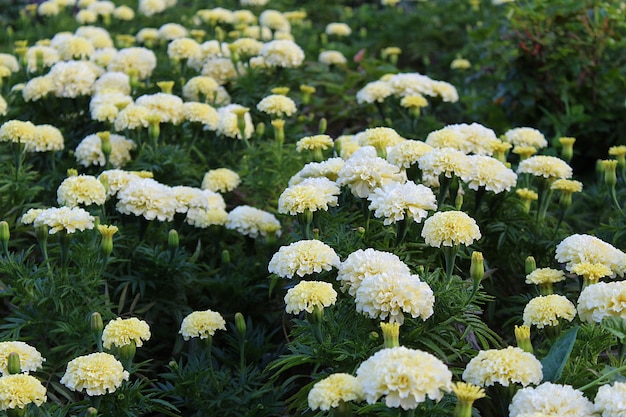 사진 화이트 메리 골드 꽃은 정원에서 자랍니다.