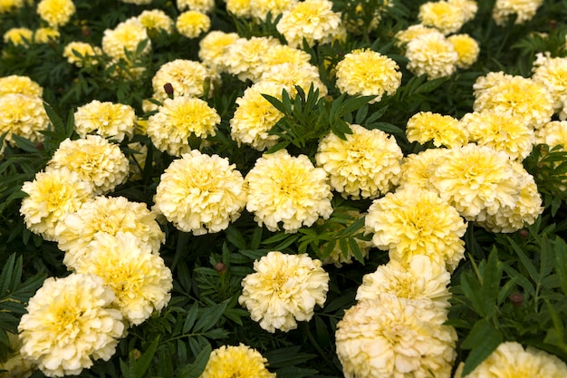 Photo white marigolds on the flower bed. large meadow with flowers.