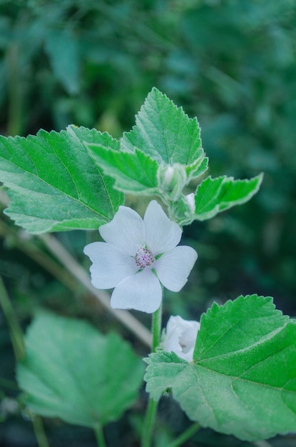 녹색 초원에 흰색 마시멜로 꽃 Althaea officinalis