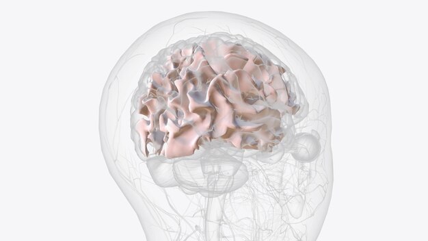 사진 백질은 신경 섬유의 큰 네트워크로 이루어져 있습니다. 정보의 교환을 허용하는 뇌의 축소.