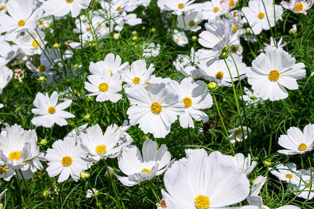 Photo white mexican aster flowers on a background of green leaves