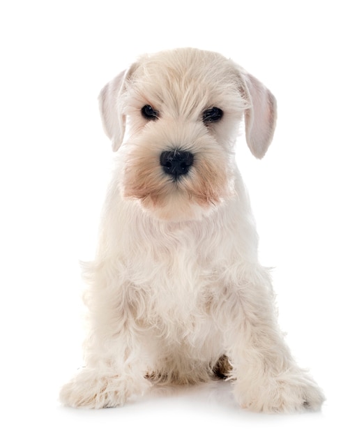 White miniature schnauzer isolated on white