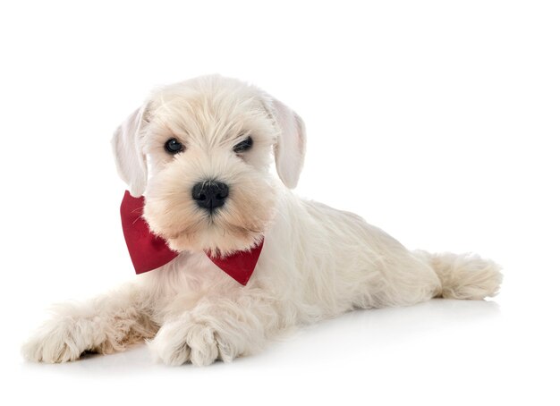 White miniature schnauzer isolated