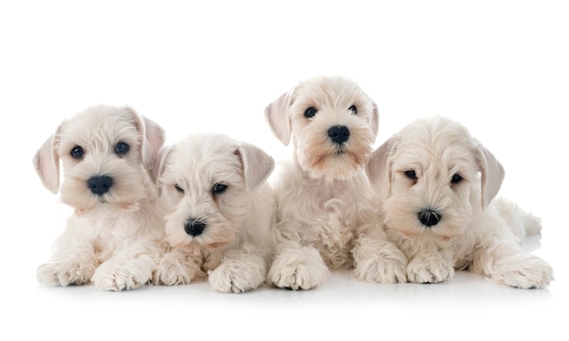 White miniature schnauzers isolated