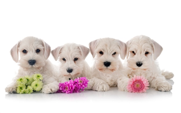 White miniature schnauzers isolated