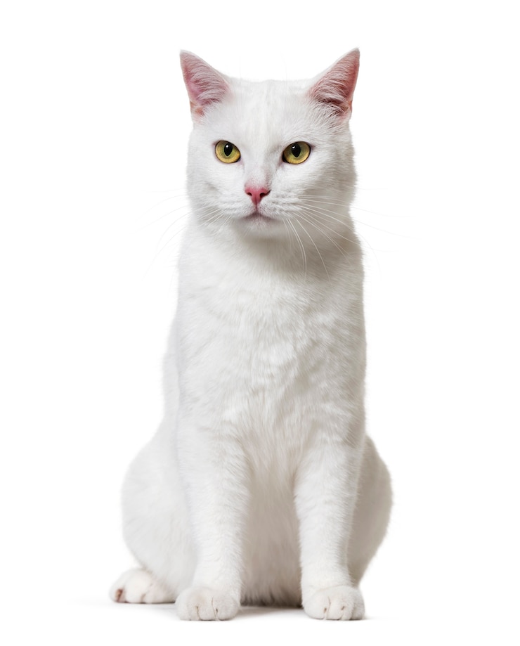 Photo white mixed-breed cat, isolated on white