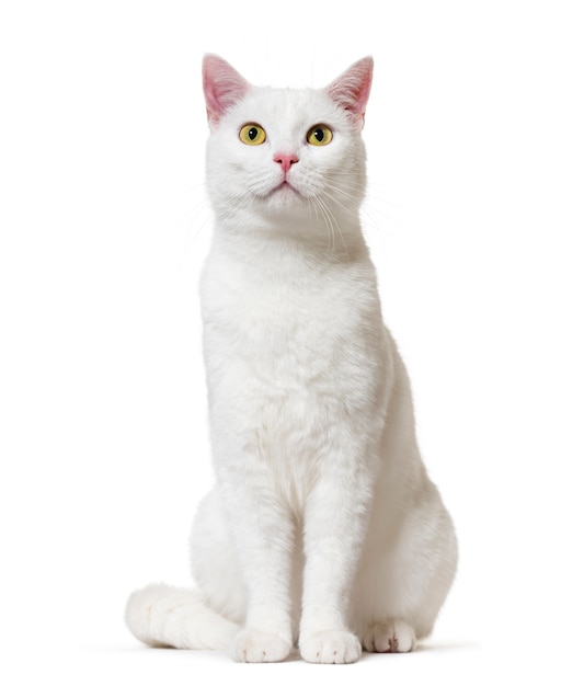 Photo white mixed-breed cat, isolated on white