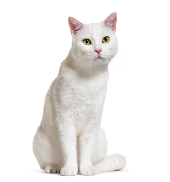 White mixed-breed cat, isolated on white