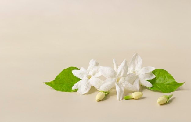 White mogra or arabian jasmine or Jasminum sambac flower Buds on Beige background