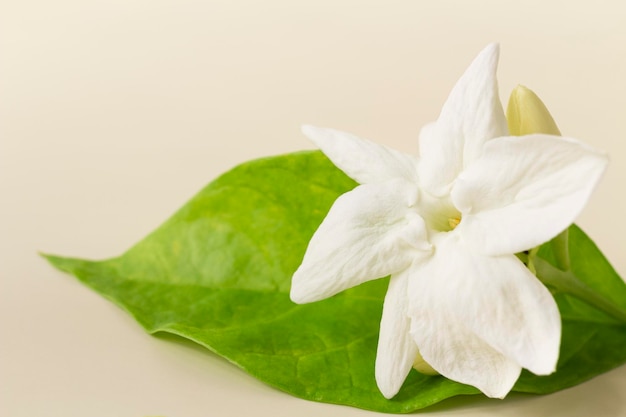 White mogra or arabian jasmine or Jasminum sambac flower buds climbing shrubs and vines