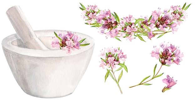 A white mortar for chopping herbs thyme flowers Watercolor illustration Preparation of herbal tea