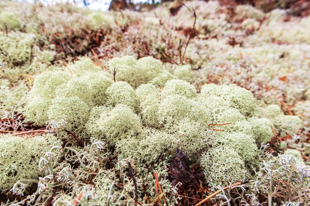 White moss in the Karelian forest. Northern nature. Selective focus.