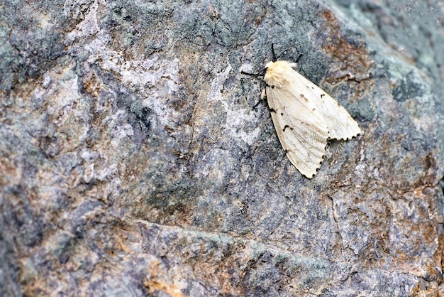 White moth Gray rock Dark background