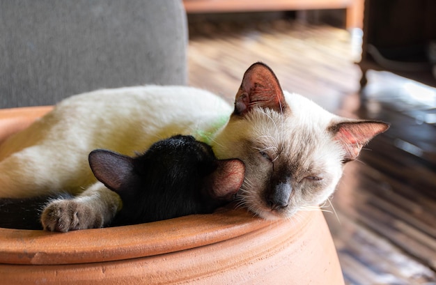 White mother cat sleeping hugging a black kitten