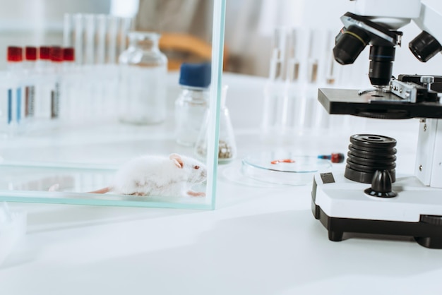 Белая мышь в стеклянной коробке рядом с микроскопом и пробирками в ветеринарной клинике