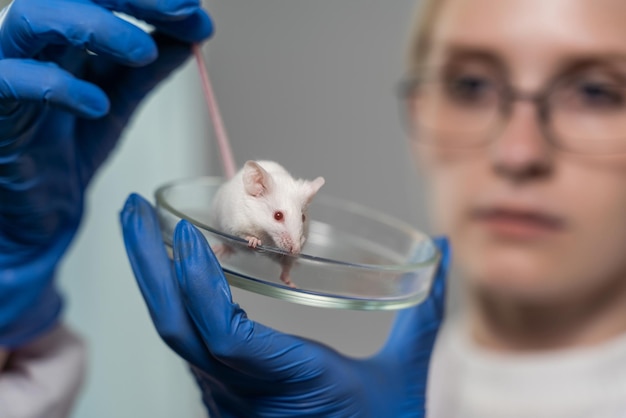 A white mouse in a petri dish against the background of the face of a woman scientist who is holding it. Science and medicine. Close-up, blurred background.