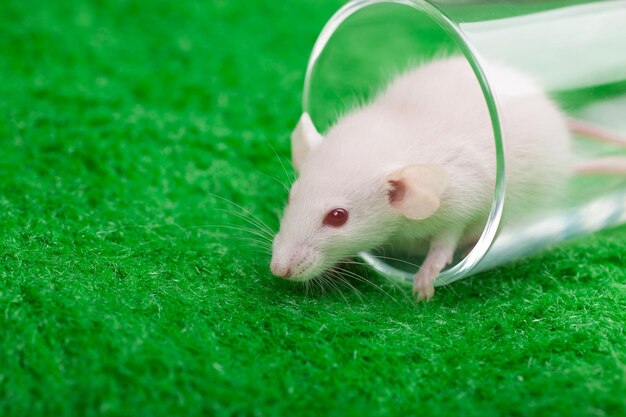 White mouse in transparent glass on a green grass background