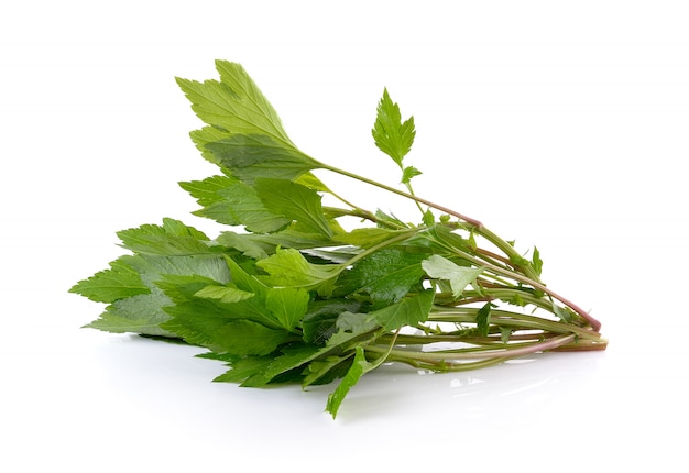 White mugwort isolated