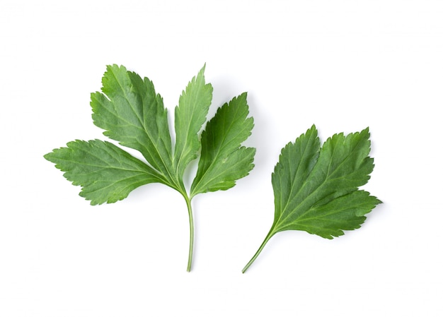 White mugwort leaves isolated