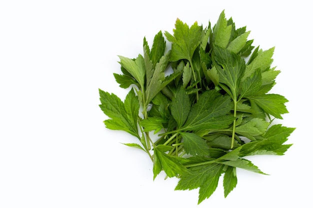 White mugwort leaves on white background